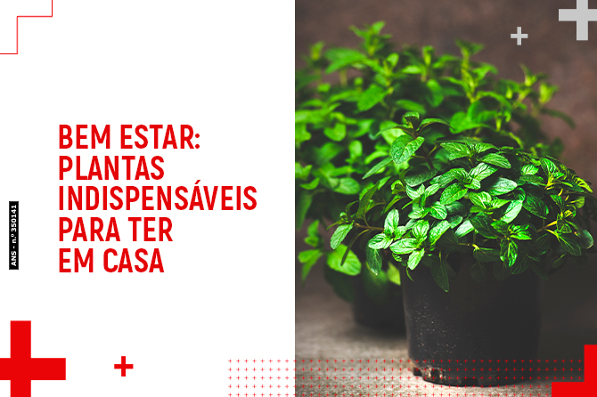 Bem estar: plantas indispensáveis para ter em casa